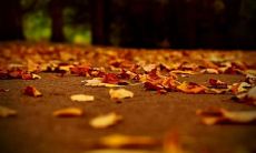 一个关于中国传统节日清明节的详细讨论和探究