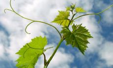 揭示亲情冷漠带来失望、讽刺的严峻现实：寒蝉老人的寓言故事