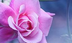 无法挽回的失落亲情：每一个句子都刺痛心灵