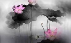 阐述莲花美丽形象的刻画性句子