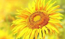 充满赞美的充满爱和友情的绝美语句