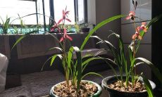 兰花的人生座右铭：谦虚高贵，静而致远