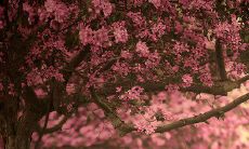 打造真诚友谊的重要性：一系列温馨而感人的关于兄弟情谊的文字表述