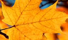 一副快乐幸福的表情显现在女人脸上：描述女性沉浸在如此美好愉悦的情感之中的短语或句子