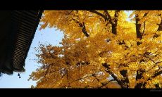 感受着喜悦和哀伤的交织，心情复杂的句子