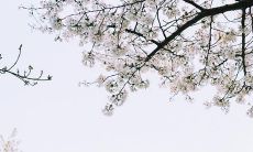 尽情欢快迎接充满阳光与欢笑的美好而开心的每一天：充满乐观与开心氛围的句子！