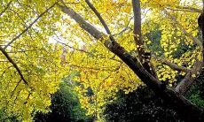 心烦意乱，思绪纷繁，心头繁忧，万般无聊：述说心情烦躁的一句话