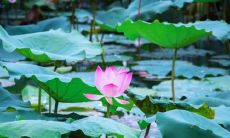 探寻立夏时节的心情变化：一位个人故事的分享与探索