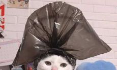 探究开心果所提及的带给人开心感的语句