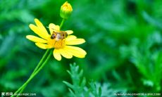 论证花的美丽与恰当性的名言诗句的描述