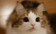 享受亲子时光的快乐，让孩子感受爱的温暖：多种表达孩子的幸福的句子