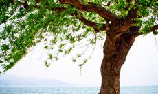 探究风的特性及其对生命的影响并提炼出关于风的哲学思考，打造个性化风格的座右铭