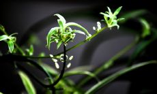 经商之道：努力创业、诚信经营、精益求精，成就丰厚的成功人生