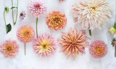 收集用诗句描写春天的美丽数九寒冬转春，和煦芳香沁心，盈眸满怀悠扬的古诗词佳句，以赞美春天那一抹美好的色彩和绚烂多姿的景象！