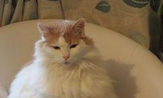 透彻描绘内心痛苦、悲伤或失落情感的句式，以表现负面情绪和心理状态