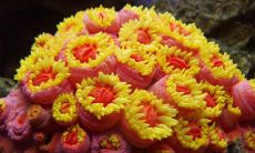 精选有关鲜花和植物的名言及引述，感受自然界绚烂之美