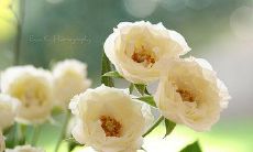 一些适合中年人在社交媒体上发朋友圈的话语和建议