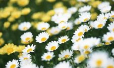 和简单的语句子有哪些差异，让人感到不愉快或沮丧？