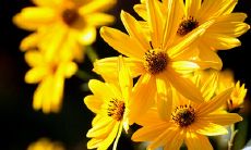 享受亲情温暖的美好时刻：探索多代同堂大家庭幸福生活的秘诀