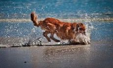 狗的美妙词句与句式：让我们感受这些令人赏心悦目的表达方式