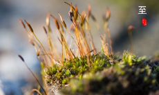 夏至节气手抄报内容大全——包含夏至节气的诗句，为你带来夏至节气的文化意义和传统习俗