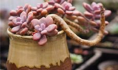 在人生的重要时刻，表达亲情比任何金钱都更具价值和意义