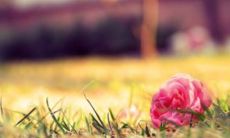 超美诗句：沉醉在落花中的唯美句子飨宴！