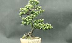 探究高雅的座右铭：一组探寻智慧与人生的名言警句