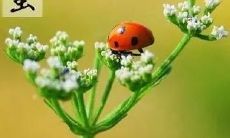 20个富有创意的惊蛰节气祝福语录——欢度惊蛰节，迎接春天的到来！