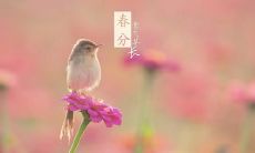 欢迎春分的美丽语句，为迎接春天的到来做好准备！