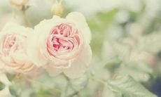 如何用一些充满亲情和孝道的句子来表达对家人的爱与尊重？