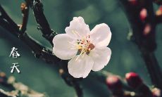 春日阳光普照，万物精神焕发，天空湛蓝清澈，万籁俱寂，真是一个阳光明媚天气晴朗的美好春季