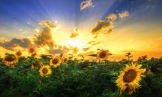 如何用一条简短但真诚的短信问候客户？