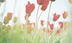 在情人节时通过朋友圈展示甜蜜恋爱的文案，如何引起更多关注？