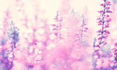 用心感受亲情，细腻表达感人句子