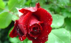 让人心痛的句子表达了深刻的亲情伤痛之感