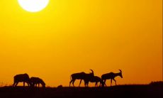 如何用优美的抒情短句子表达自己的情感？