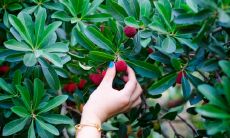 高兴地摘着香甜杨梅的心情文字，描述分享欢乐的快乐时光