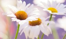 探讨亲情的哲学句子：在亲情中寻找人生真谛的道路