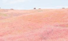 探寻世界充满温柔美好的句子，为心灵带来平静和安慰