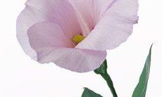 在雨天发送问候短信：如何在下雨天出门时让你的朋友得到温暖的问候？