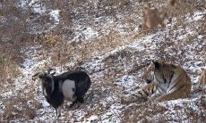 潜藏冲突，表明断交的语句