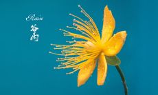 欢度谷雨节气，送上祝福的精美短信！