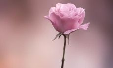 享受孤独的乐趣：欢乐时光自娱自乐的开心宣言