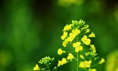 庆祝女性力量的国际女王节——传递快乐与幸福的句子