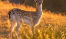 完整汇总：各种牛头祝福语，包括生日、婚礼、节日、工作、学习等场合的详细内容