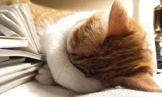 尽可能详细地描述疲惫不堪感受的标题：感到非常疲惫，身体和心灵都承受了沉重的负担，难以承受一切的压力和疲劳