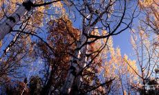 今天心情愉快，我感到无比开心！