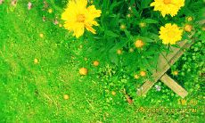 促销活动启动啦！赶快抢购夏日优惠商品并传递客户问候，让您的生意火起来！