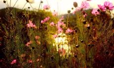 享受阅读带来的诗意，愉悦心境沉浸在书海中的美好时刻